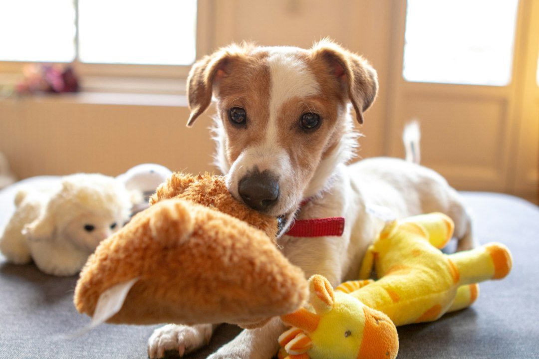 Dog playing with a plush toy for a healthy dog chews guide