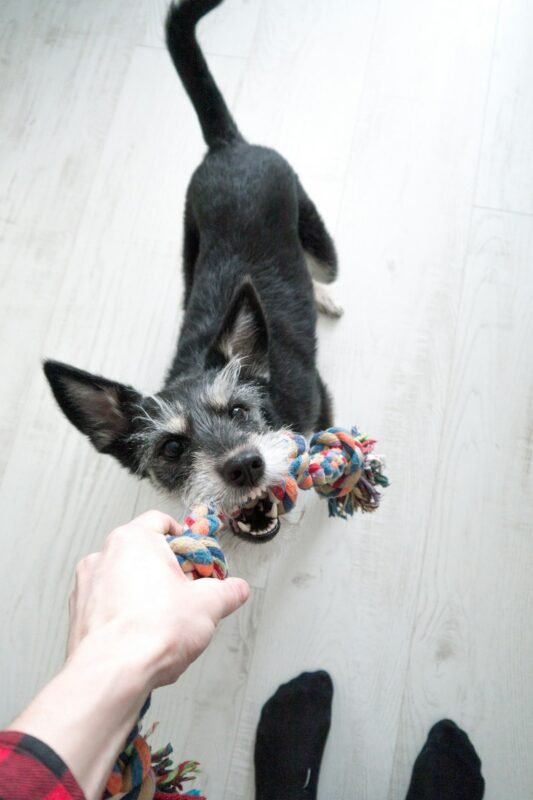 Small dog playing indoors for dog enrichment