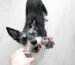 Small dog playing indoors for dog enrichment
