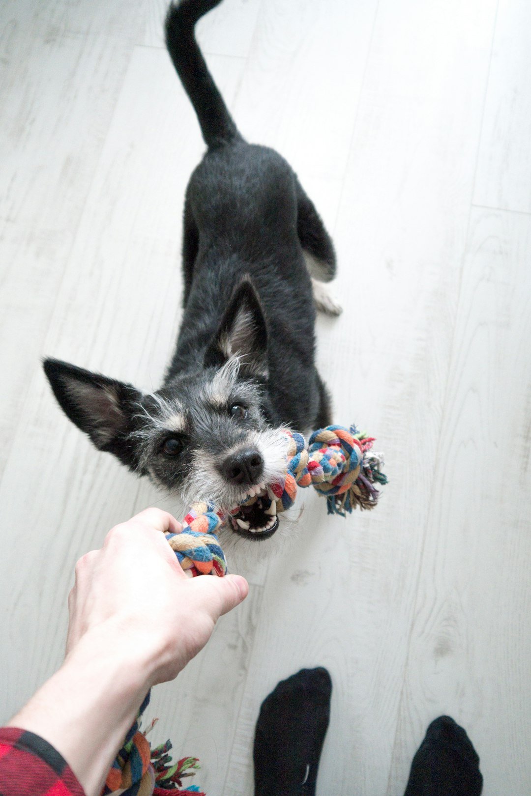 Small dog playing indoors for dog enrichment