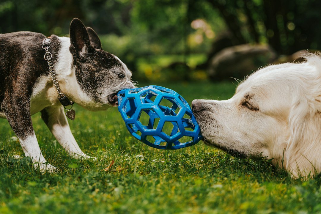 Two dogs playing with a ball outdoors for a dog chew guide